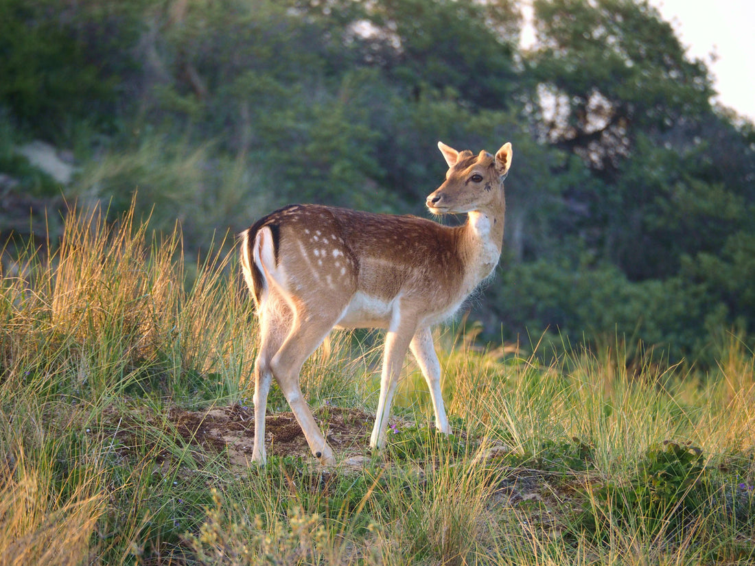 De Beste Plekken voor je Wildcamera