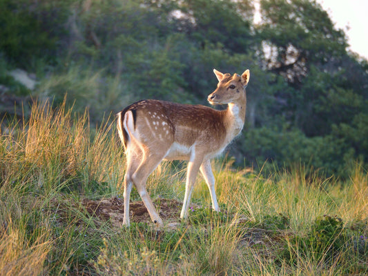 De Beste Plekken voor je Wildcamera