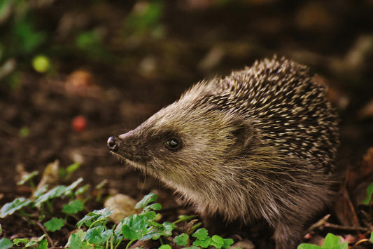 Wild spotten: welke dieren leven er in jouw tuin?